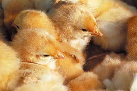 小鸡怎么喂长得快_养鸡