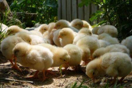 小鸡一直叫什么原因_养鸡