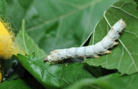 蚕宝宝吃什么叶子_养殖问答