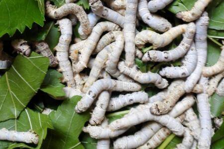 大蚕会吃小蚕吗?_养殖问答