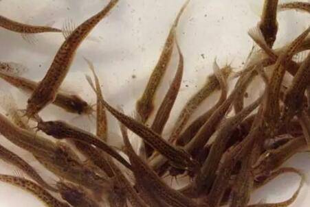 稻田养鳅技术要点详解_养殖问答