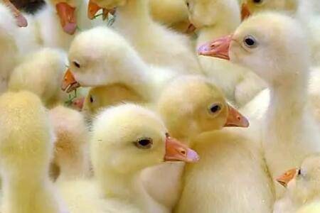 怎么提高小鹅苗的成活率_养鹅