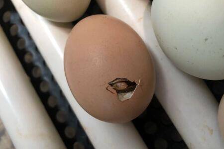 小鸡啄壳后要喷水吗_养鸡