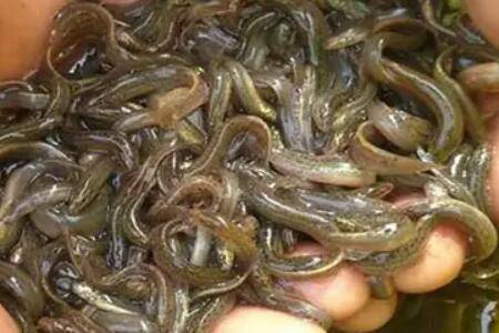 无土泥鳅养殖技术1:泥鳅饲料投喂要求_养殖问答