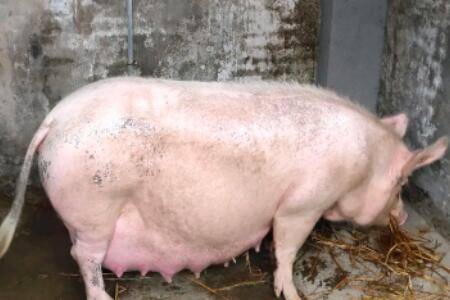 怀孕母猪能喂小苏打吗?_养猪