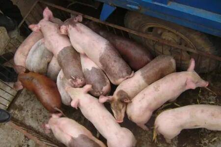 仔猪补铁过敏怎么处理_养猪