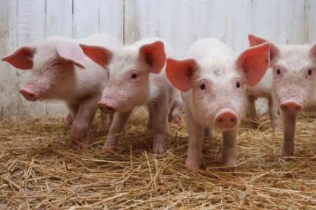 怎么控制猪乱拉屎的问题_养猪