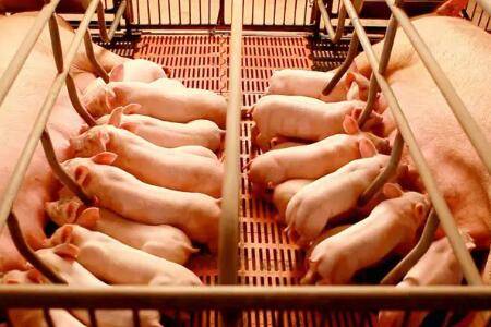 怀孕母猪疫苗流程详解_养猪