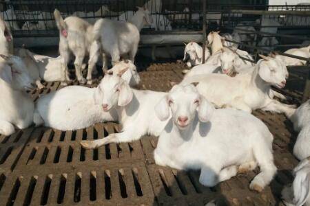 小羊羔拉白痢怎么治,喂什么药?_养羊