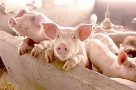 猪出栏时有多重_养猪