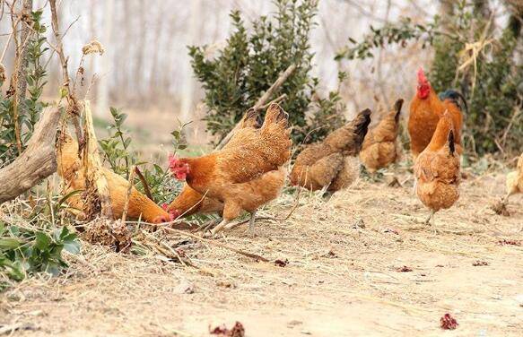 农村鸡舍怎么快速搭建_养鸡