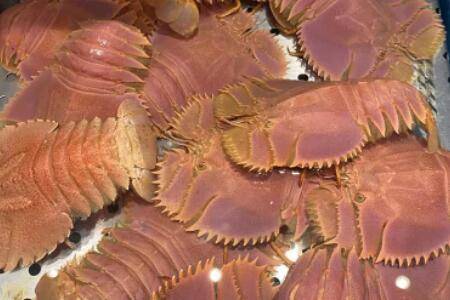 琵琶虾是海虾还是河虾_养虾