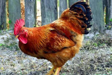 鸡胀嗉不消化怎么办_养鸡