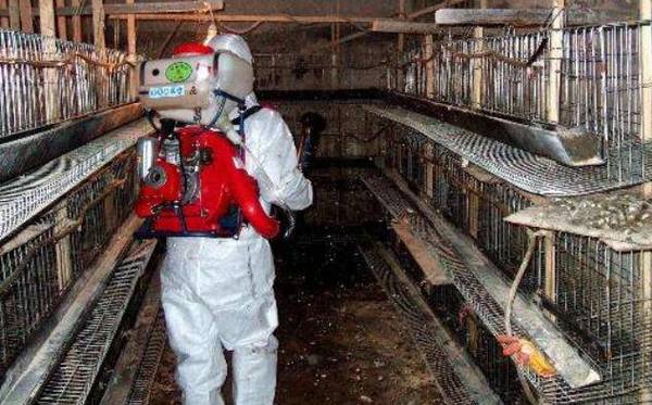 鸡舍内清洗与消毒的四个步骤_养鸡