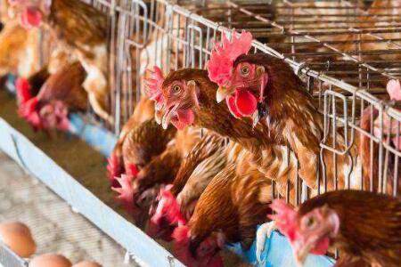 鸡脱肛怎么治效果好_养鸡