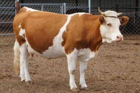 怎么让母牛快速回奶_养牛