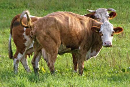 牛打栏什么时间配种最好_养牛