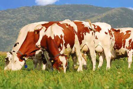 牛产后瘫痪是什么原因_养牛