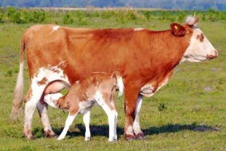 牛产后瘫痪怎么处理_养牛