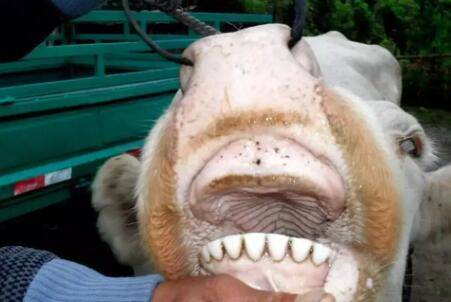 怎么通过看牙来判断牛的年龄_养牛