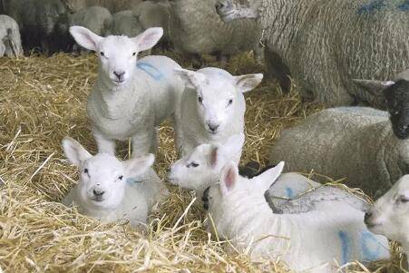 人工喂养小羊时的注意事项_养羊