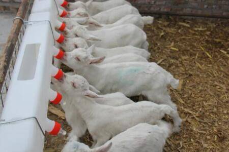 小羊喝奶粉一直拉稀怎么办_养羊