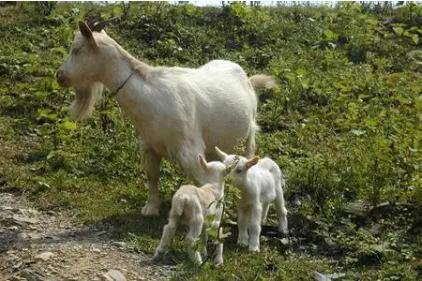 山羊几个月能长到60斤_养羊