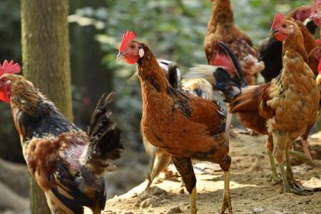 鸡吃食较少什么原因_养鸡