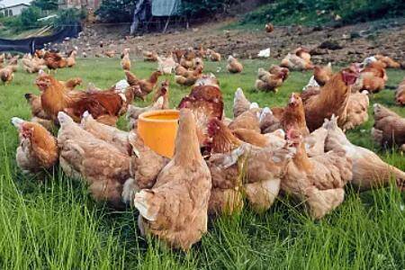 卖鸡当天怎么进行增重_养鸡