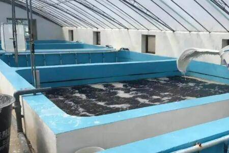 大棚养虾的技术要求_养虾