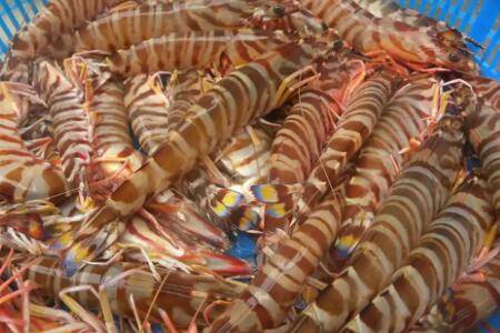 九节虾是不是基围虾_养虾