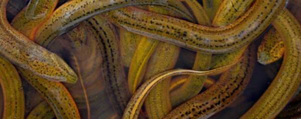 黄鳝在桶里养能活多少天_养殖问答