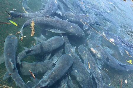 花鲢鱼吃什么_养鱼