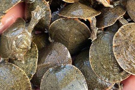 甲鱼养多久不会死_养鱼