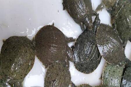 甲鱼多少度会被冻死_养鱼