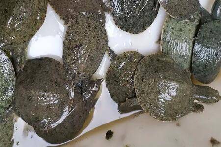 甲鱼一晚上没水会不会死_养鱼