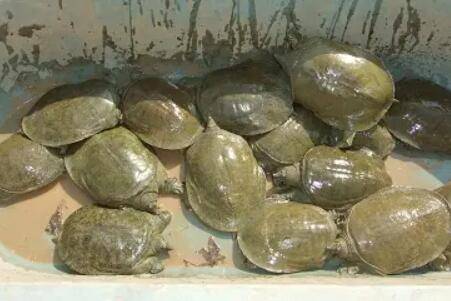 甲鱼几月份进食_养鱼