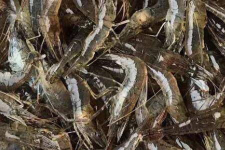 小米虾怎么养不会死_养虾