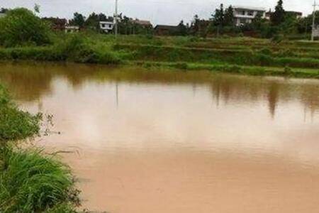 鱼塘水浑发黄怎么办_养鱼