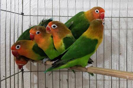 牡丹鹦鹉吃什么食物_养殖问答