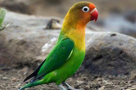 牡丹鹦鹉什么时候下蛋_养殖问答