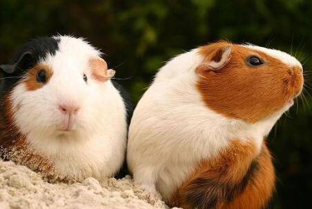 荷兰猪怎么区分公母_养殖问答