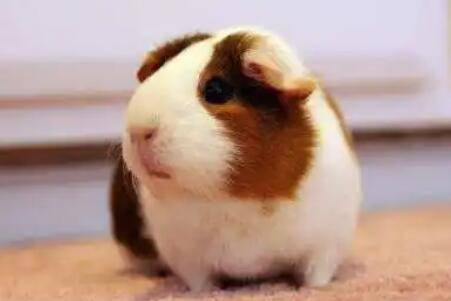 荷兰猪吃什么_养殖问答