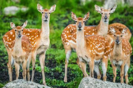 梅花鹿养殖成本和利润多少,一头梅花鹿年赚八千元_养殖问答