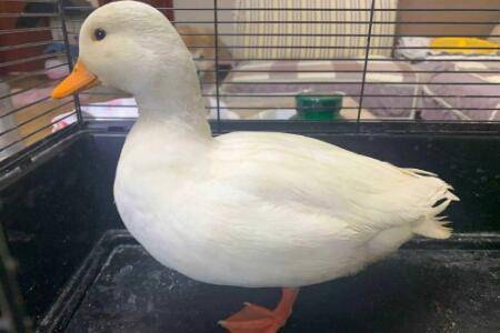 柯尔鸭出壳后几天下水_养鸭