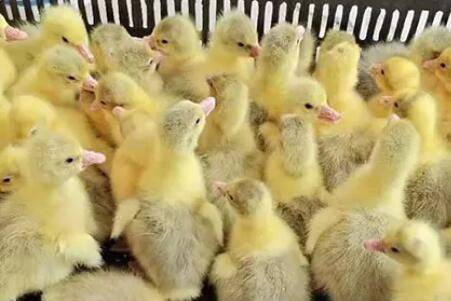 鹅孵化温度和湿度为多少_养鹅