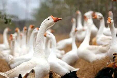 怎么养鹅不会死_养鹅