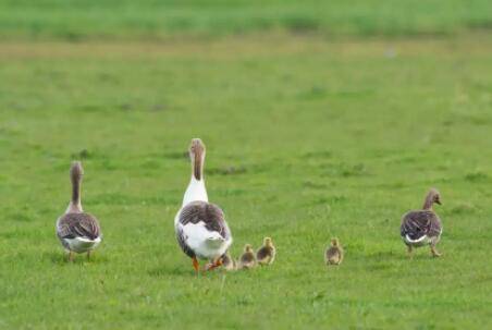 小鹅喂什么长得快_养鹅