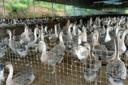 鹅怕冷吗,鹅怎么越冬_养鹅