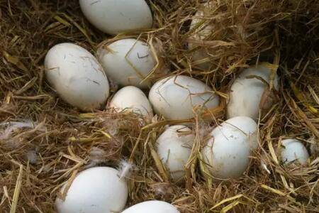 鹅多长时间下一个鹅蛋_养鹅